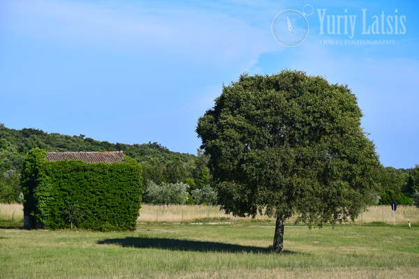Tree and overgrown barn next to Bale