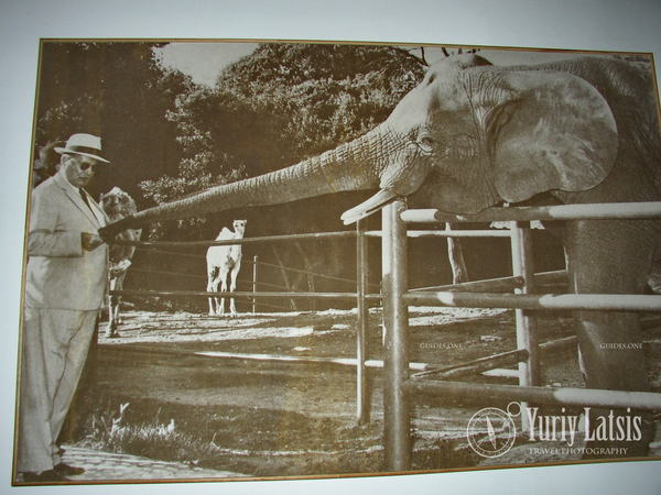 Josip Broz Tito feeding an elephant. Brioni Island. Safari Park.